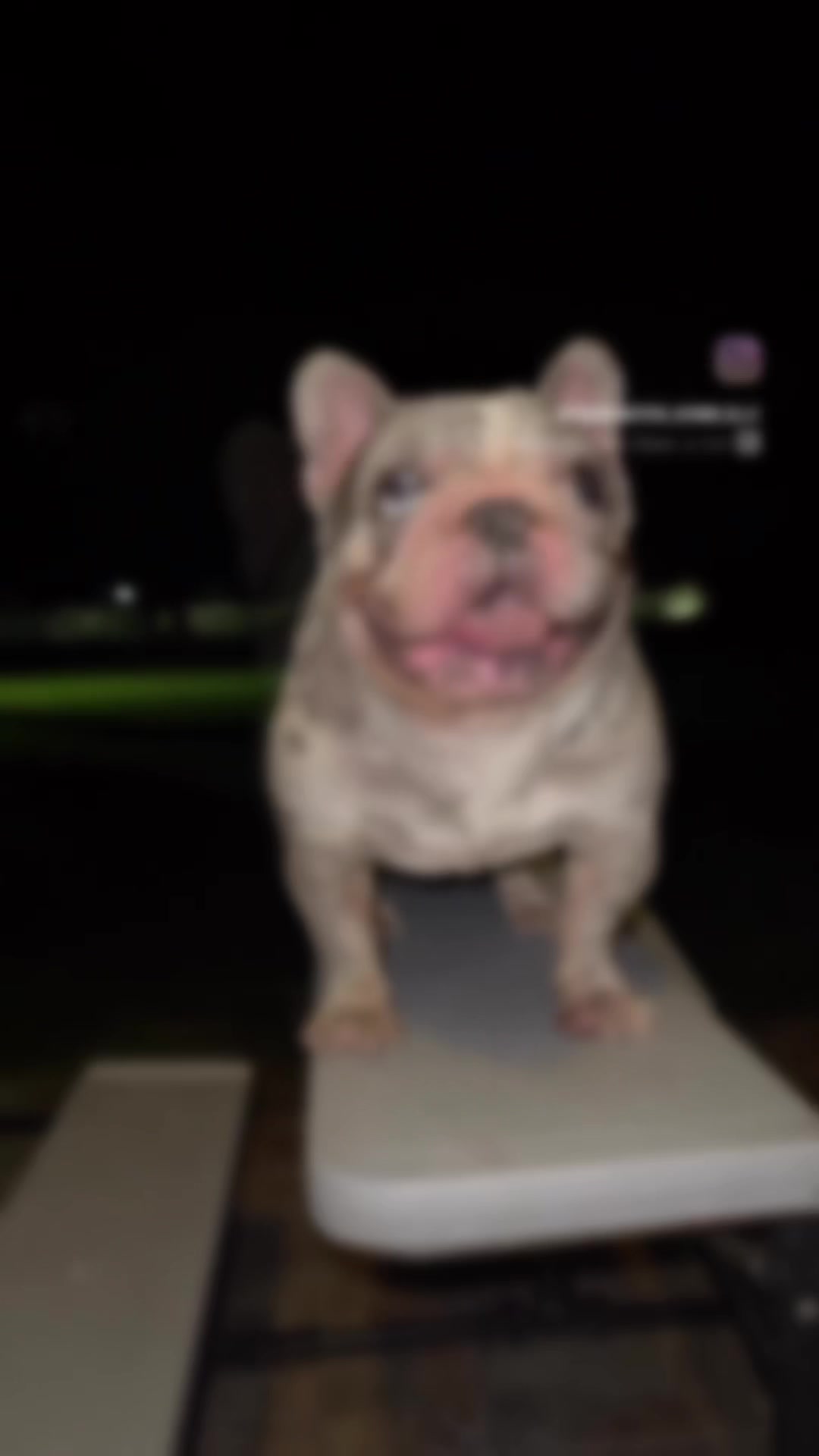 @Frankenstein Kennels