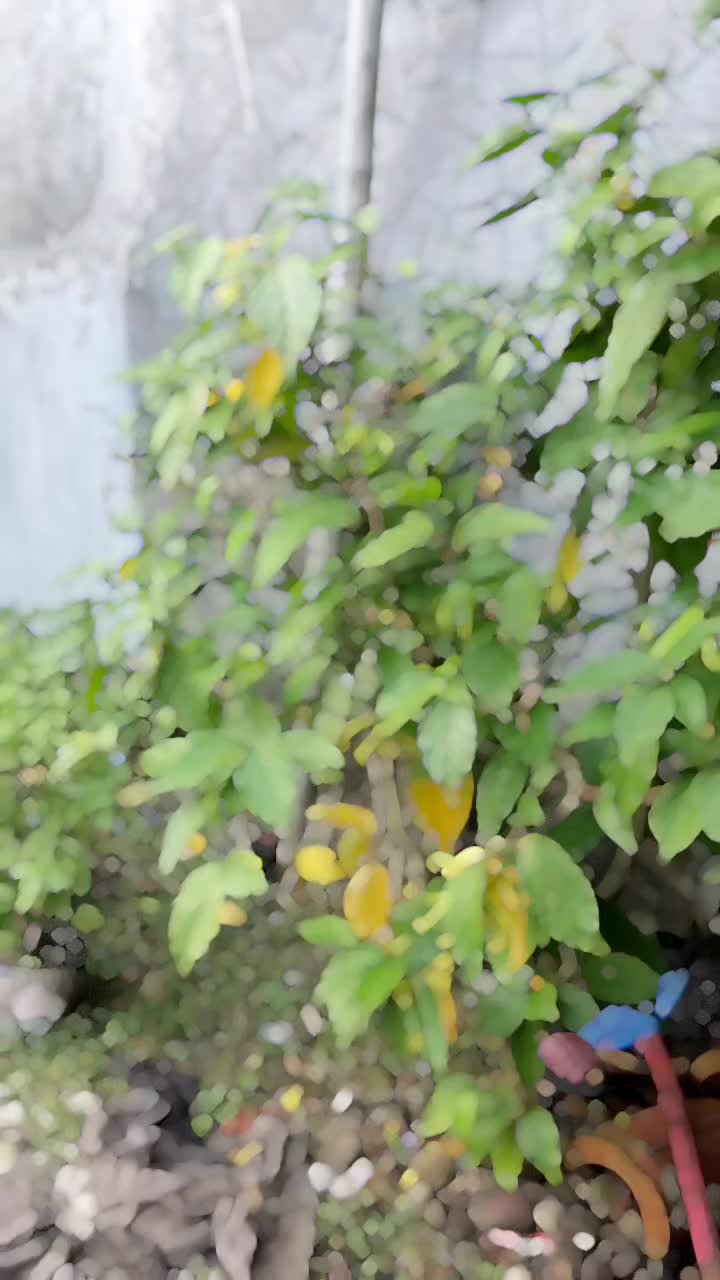 @Owner_siblack17