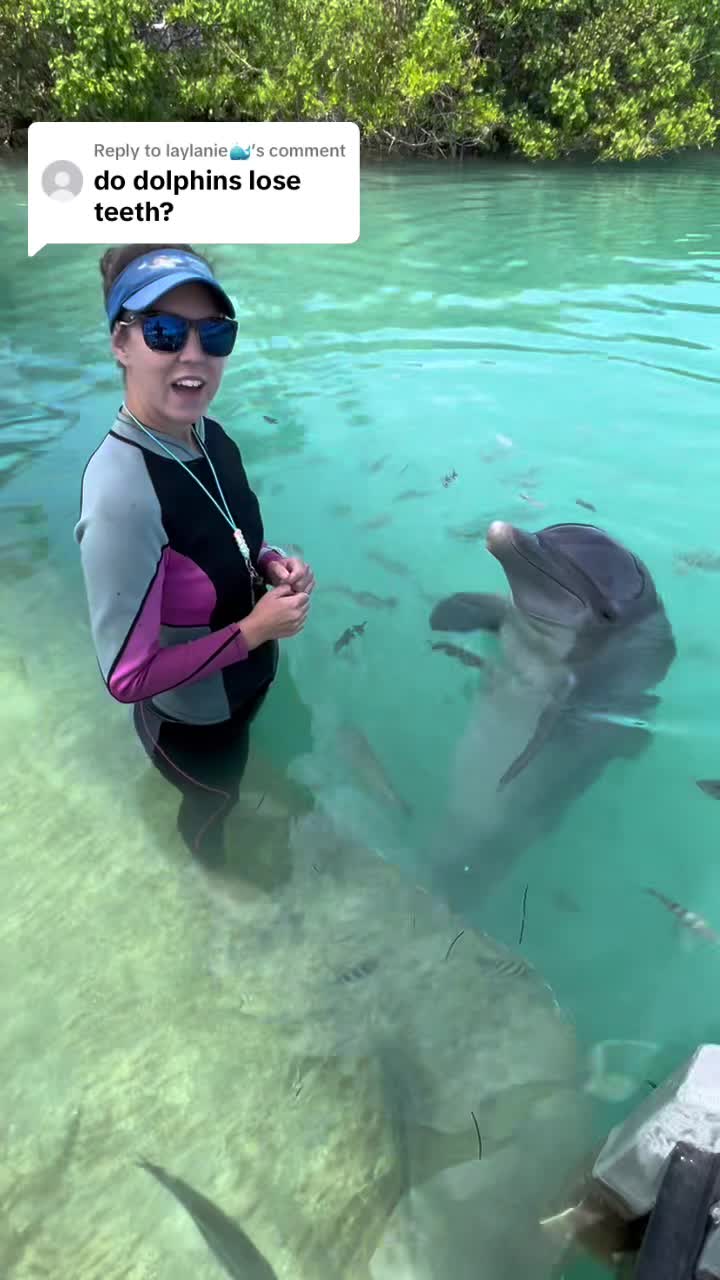 @dolphinconnection