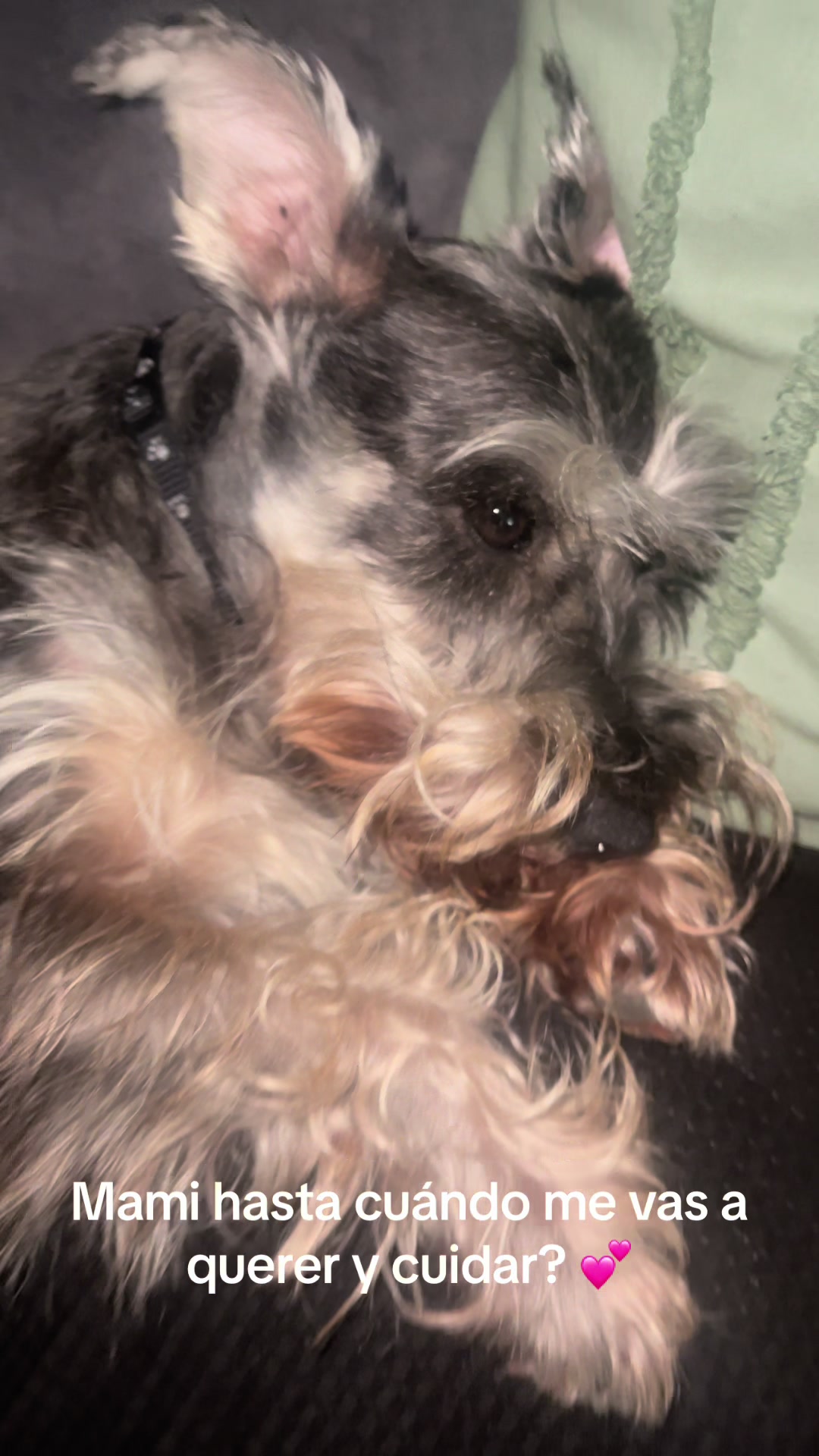 @🐶🐾