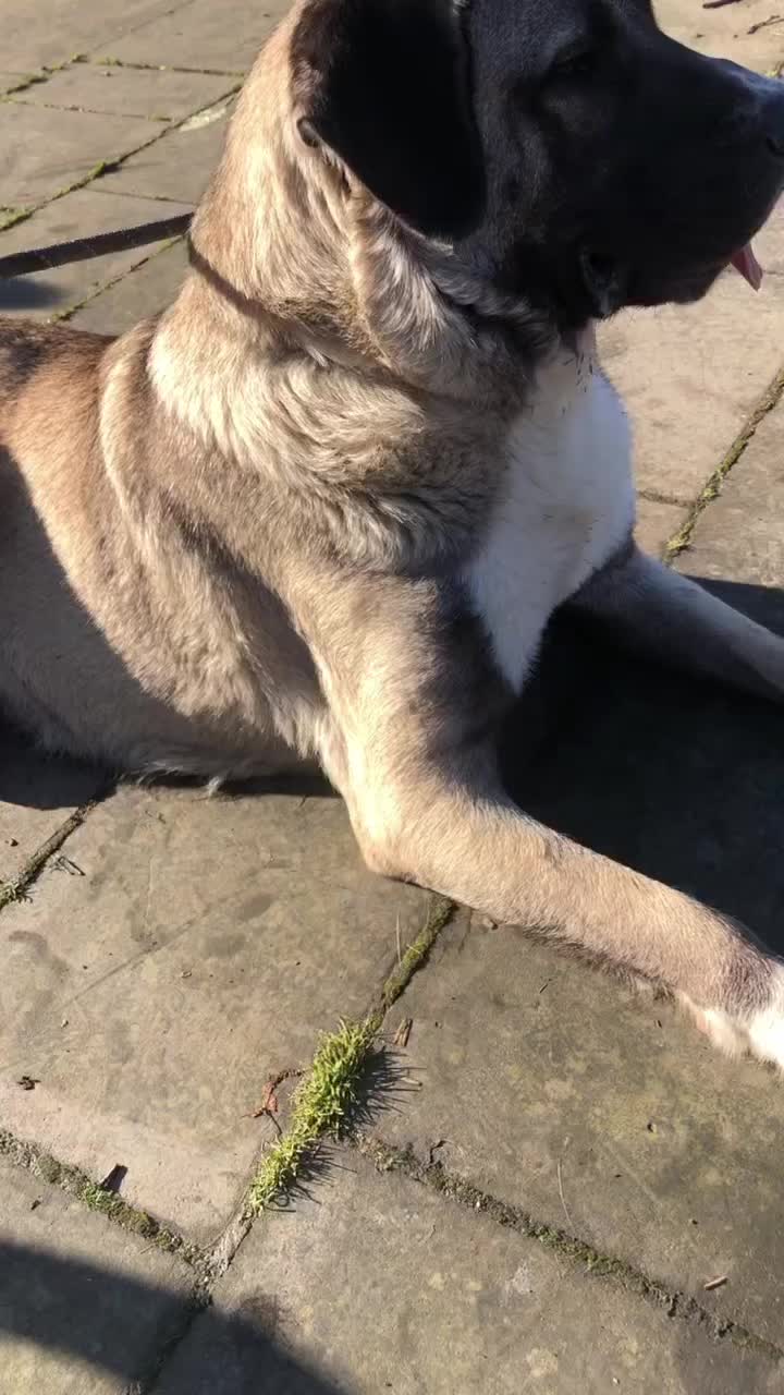 @Uk kangal kennels