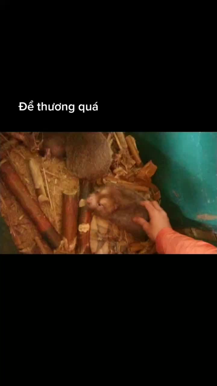@shemtran47
