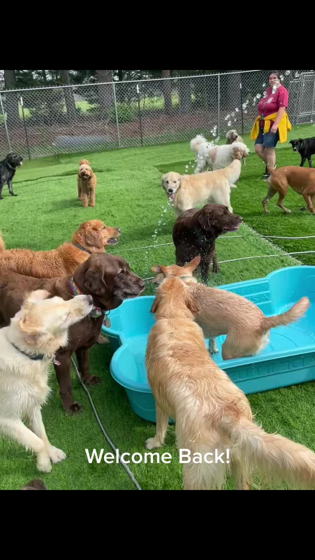 @Hound Housing Doggie Daycare
