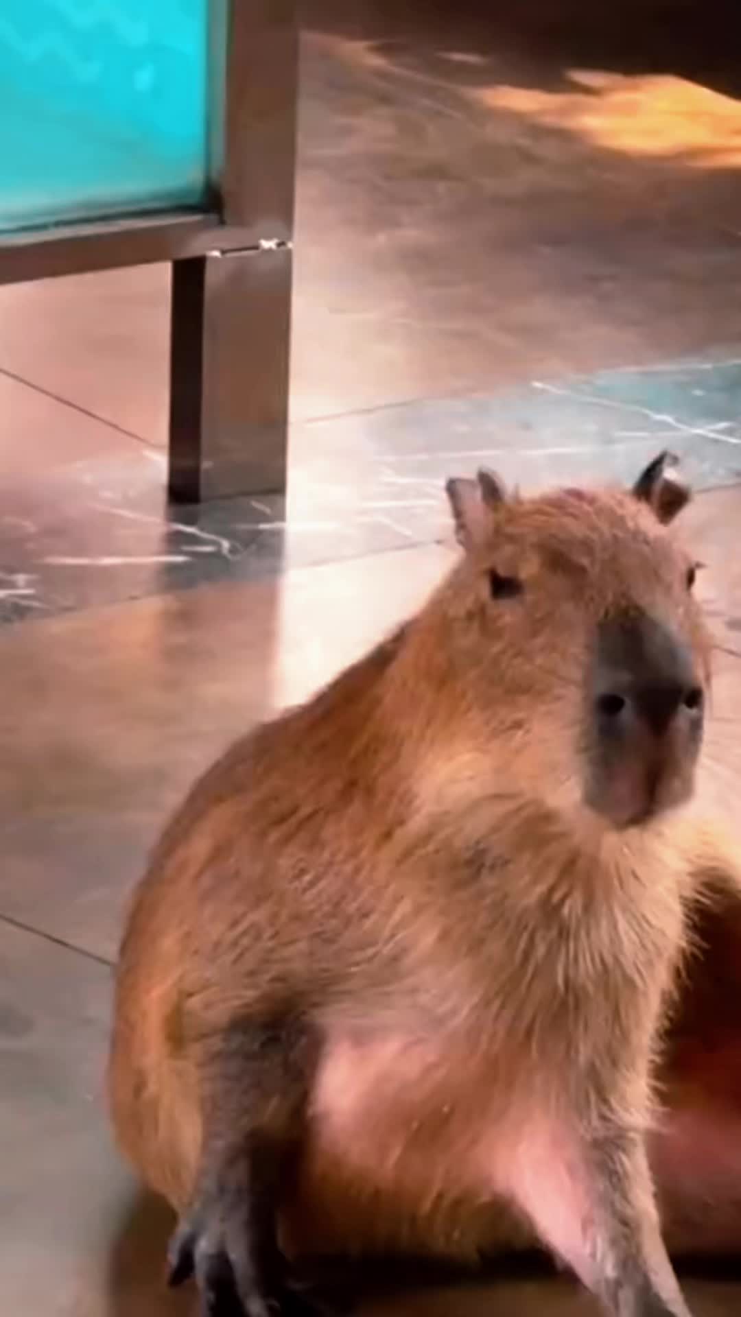 @CaPyBaRa