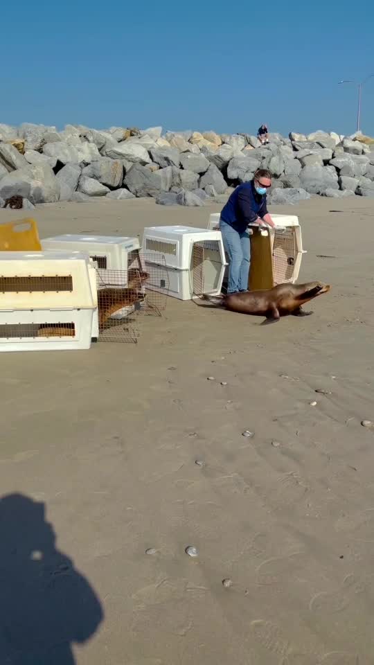 @Marine Mammal Care