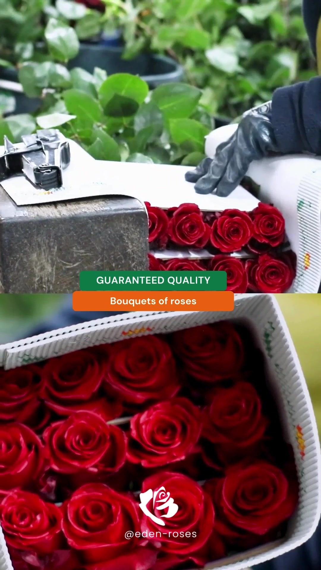 @Eden Roses