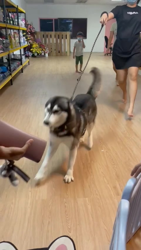 @TobbyMishika_TheHusky