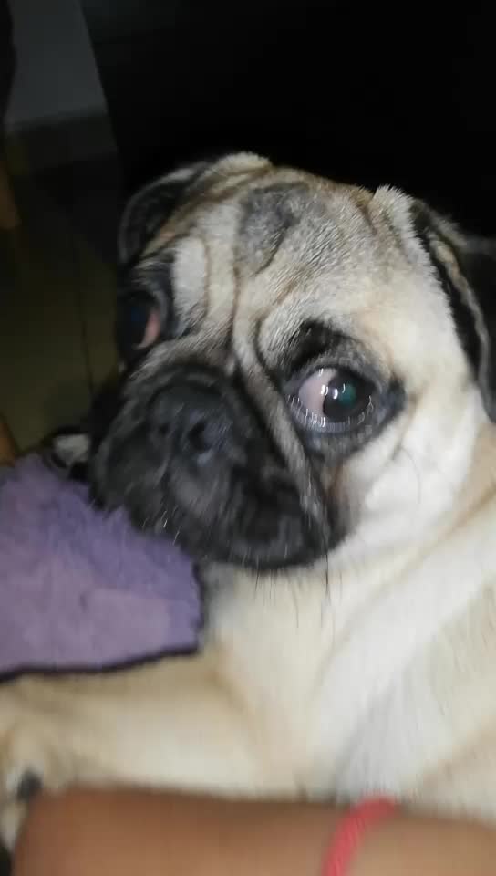 @Norka Elizabeth The Pug