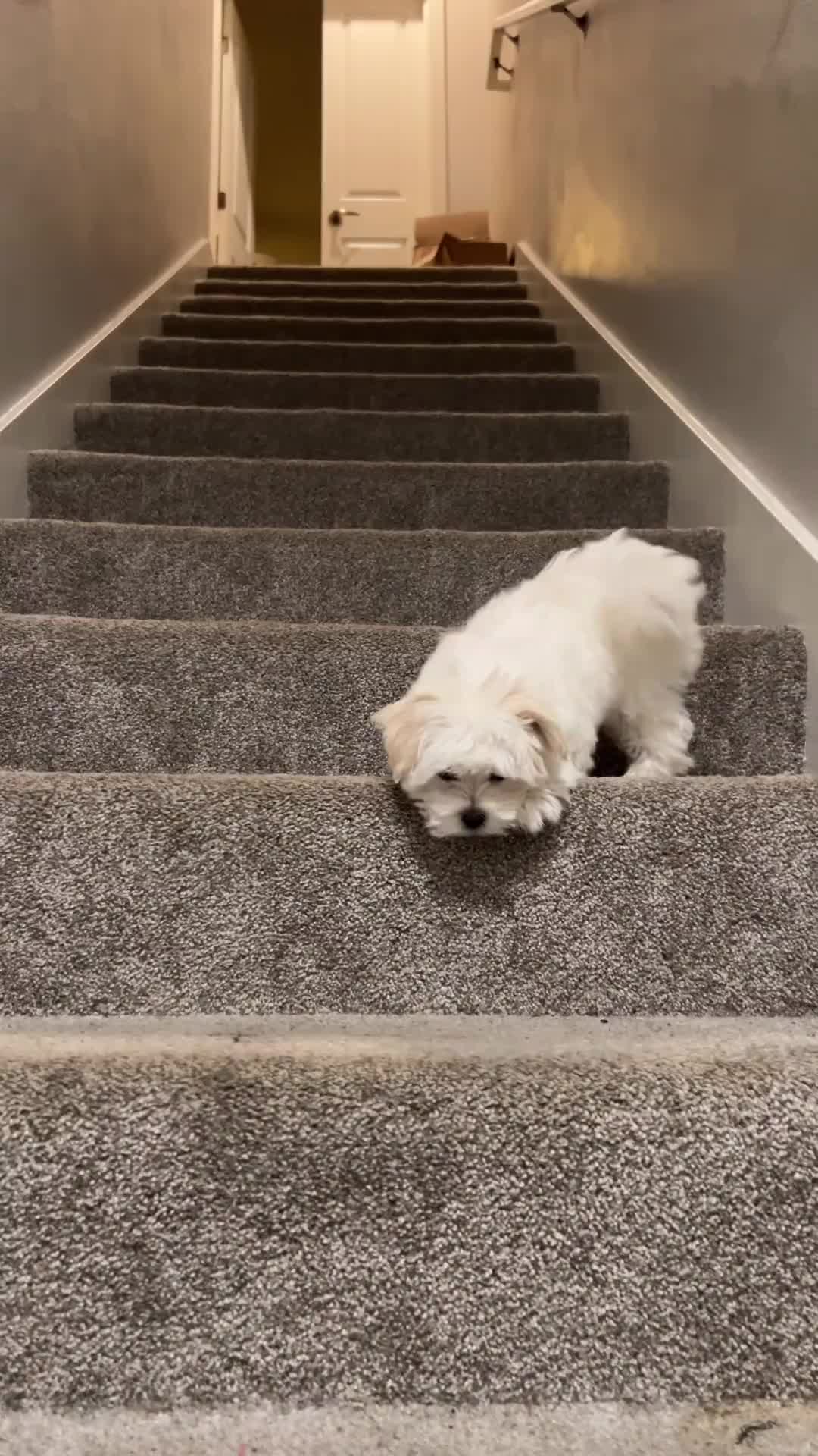 @mildred.the.maltese
