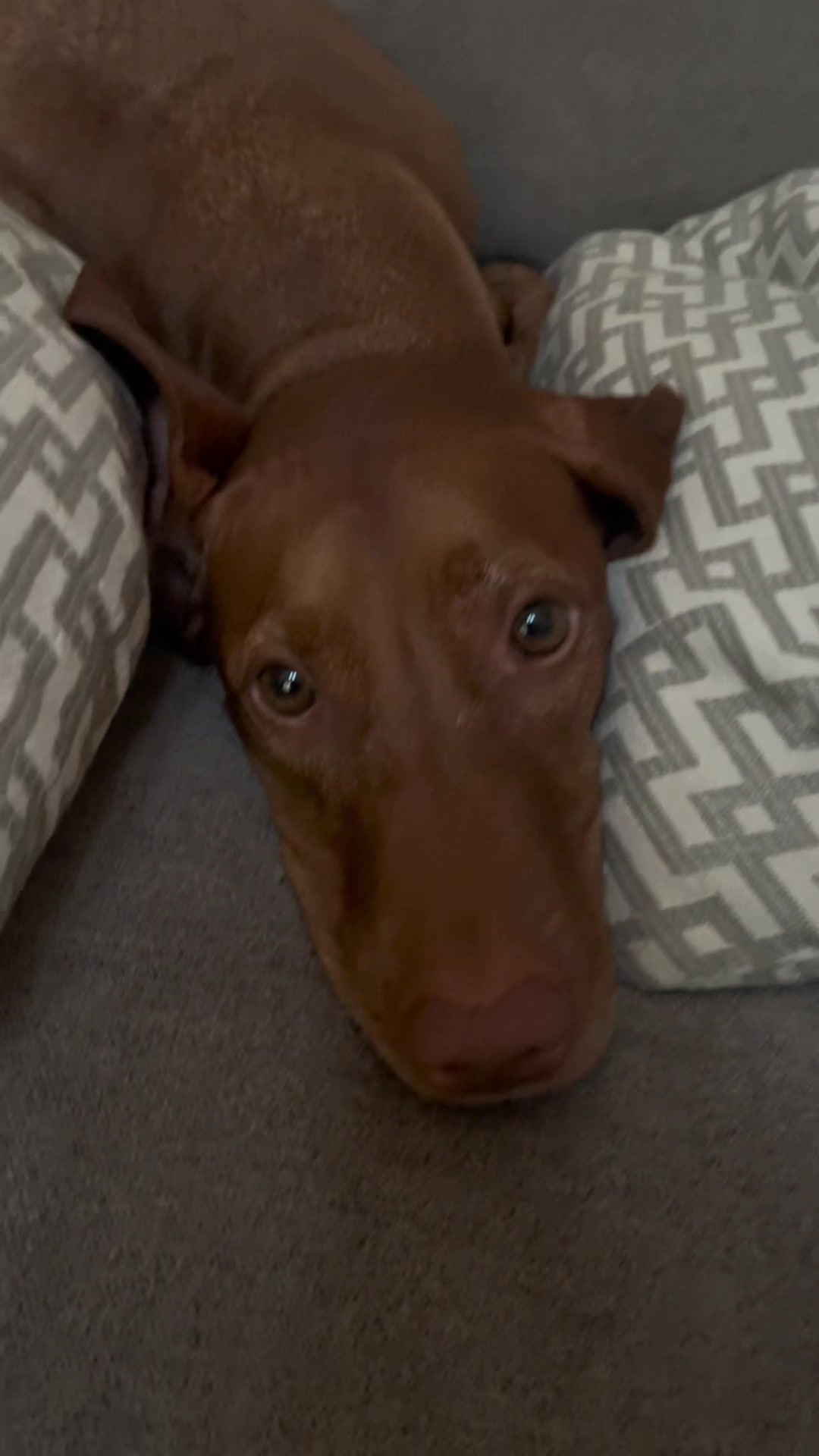 @Brookie The Vizsla