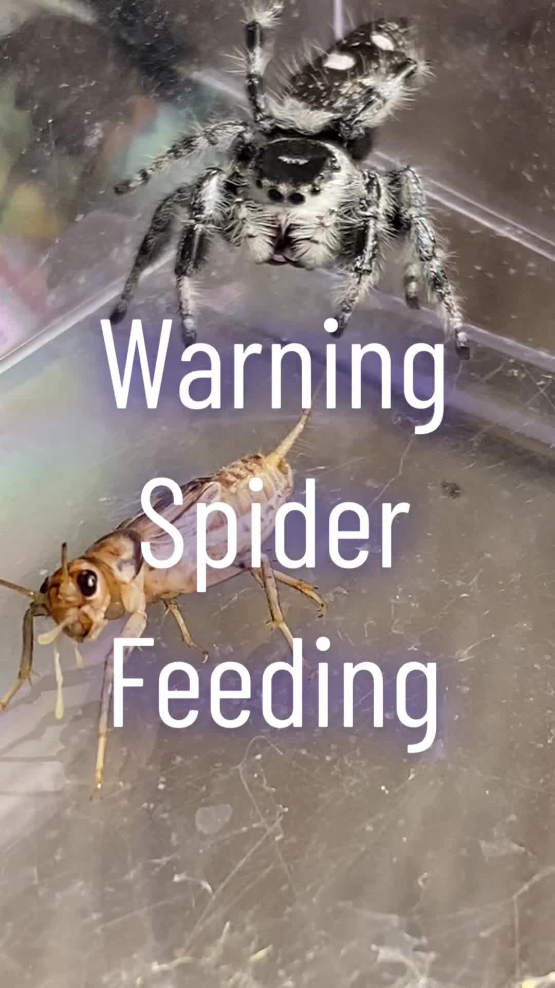 @arachnids