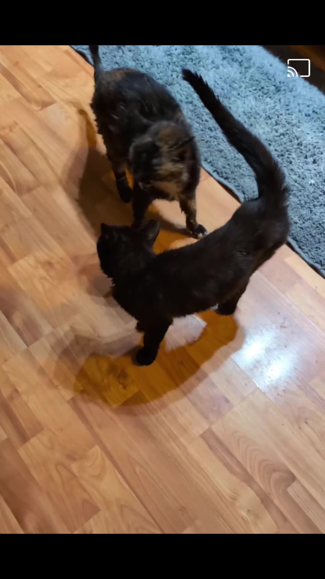 @HopesDreamRescue