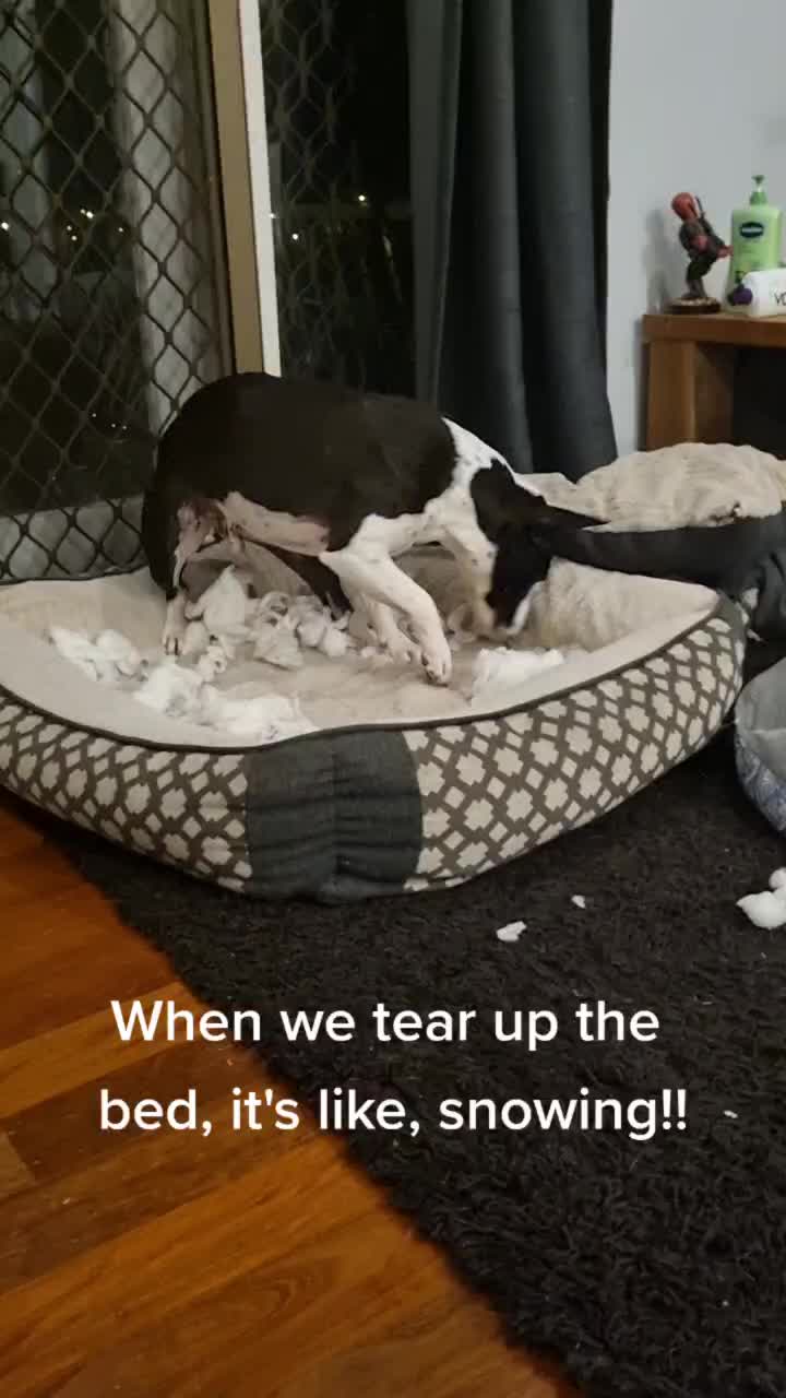 @Puppa Mumma