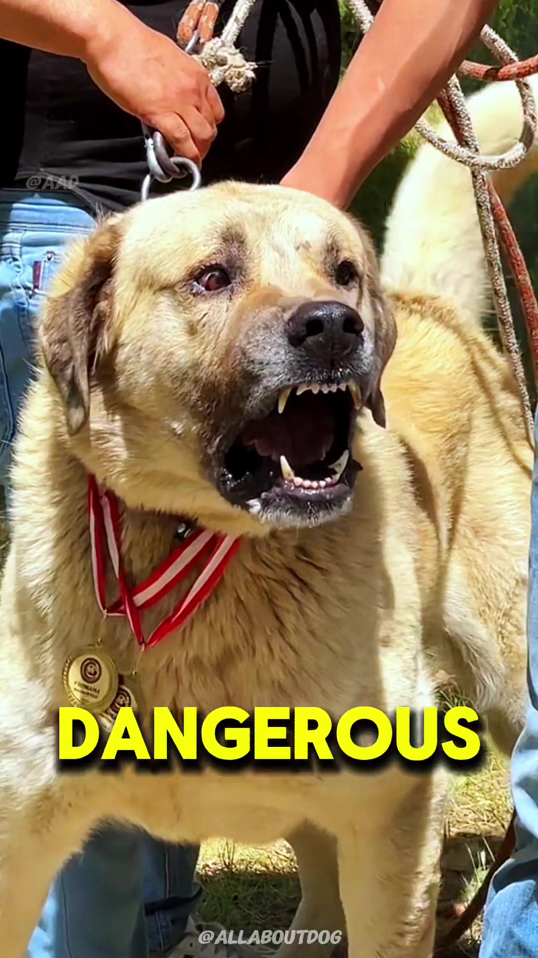 @Dog Breed World