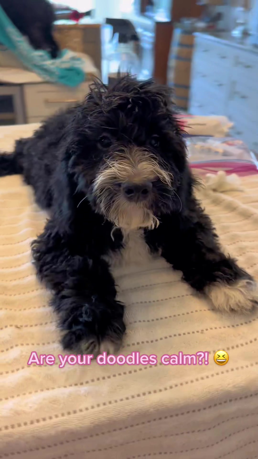 @Peachstones Bernedoodles