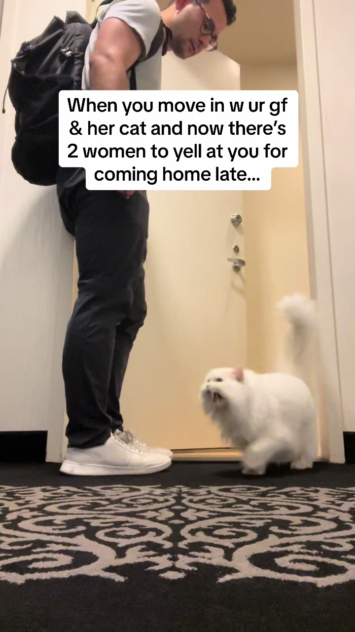 @Cleo the City Kitty