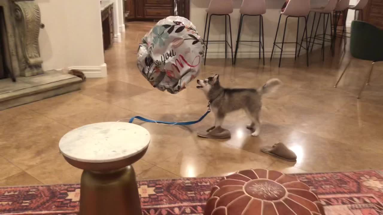 @Chonkster