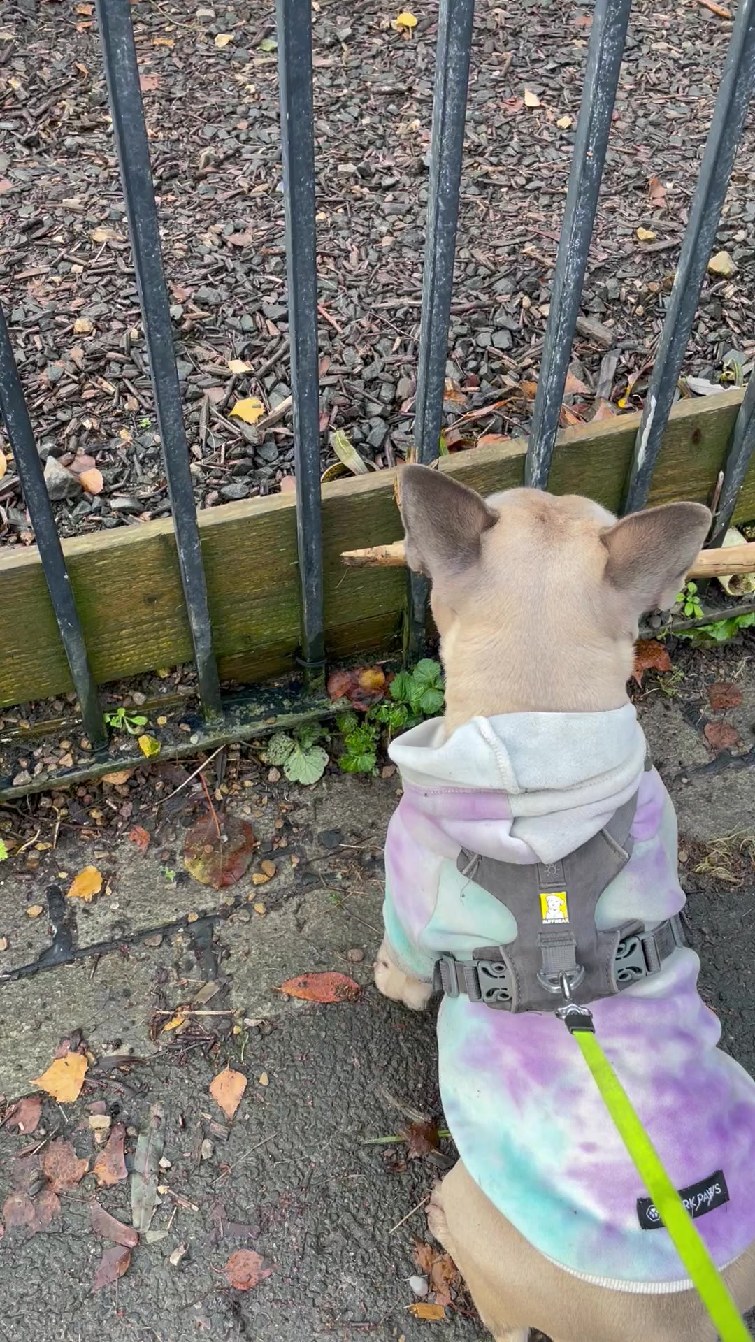 @MaggietheAdventureFrenchie