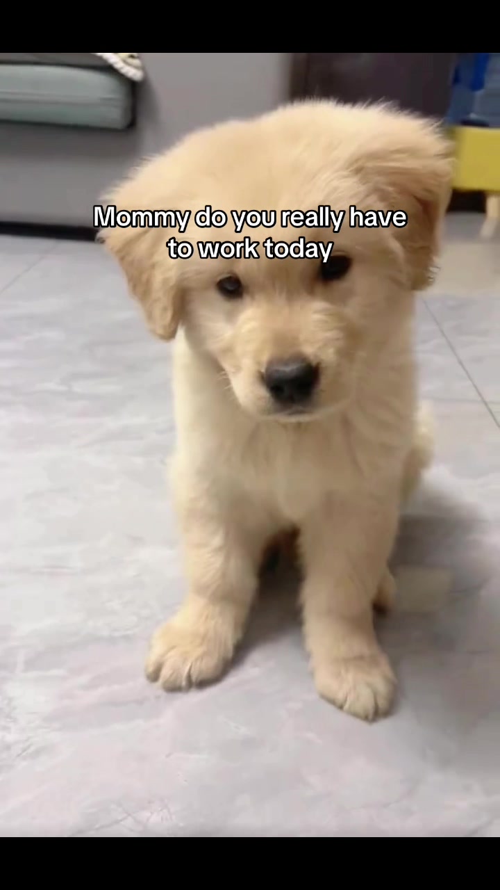 @Furry Little Friends