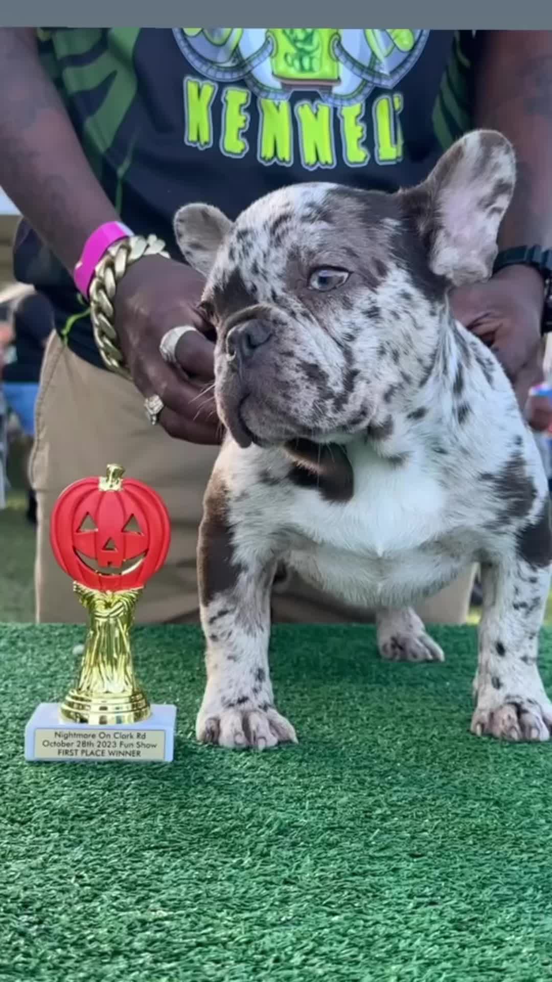 @Frankenstein Kennels