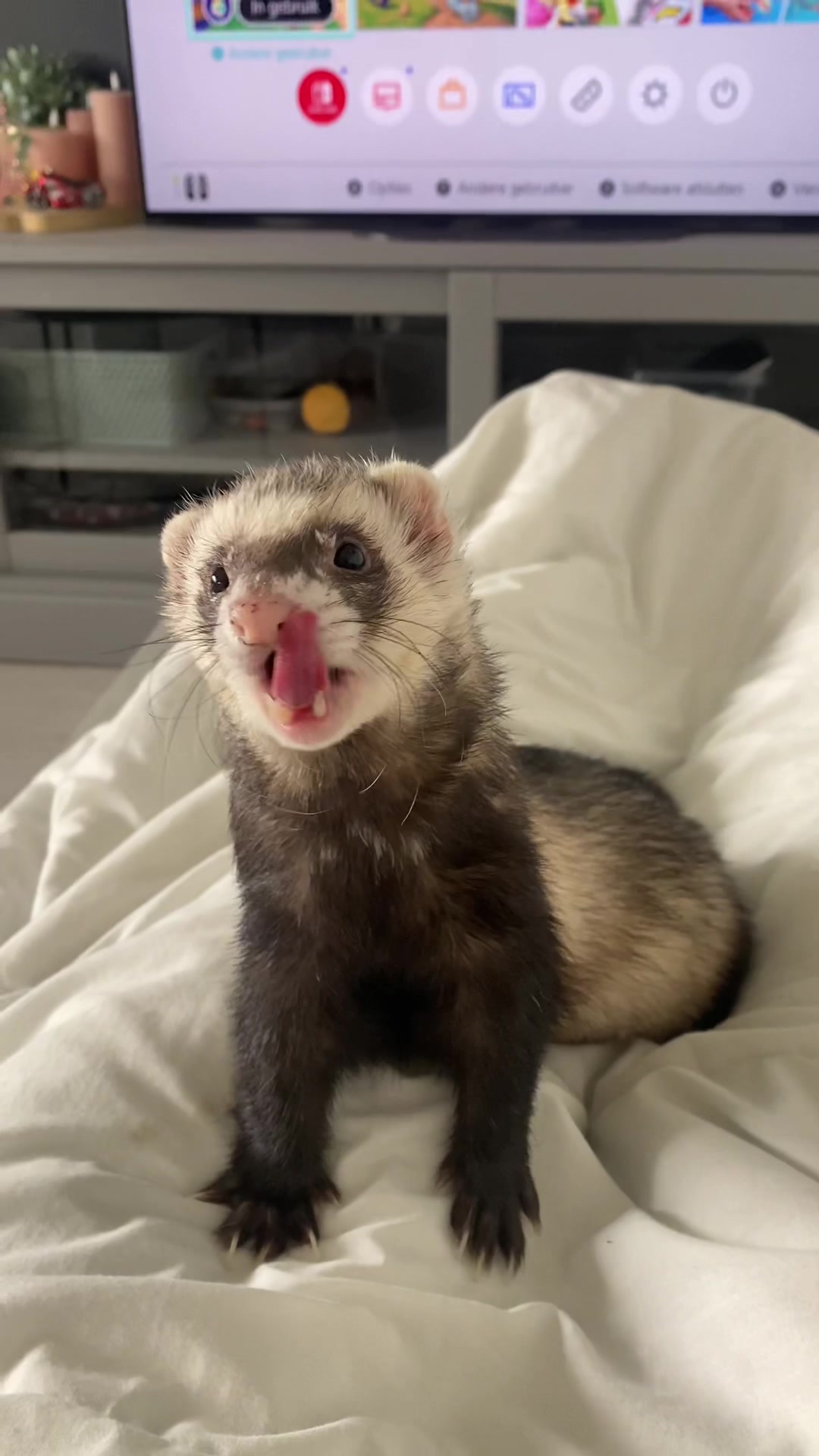 @FerretFiesta