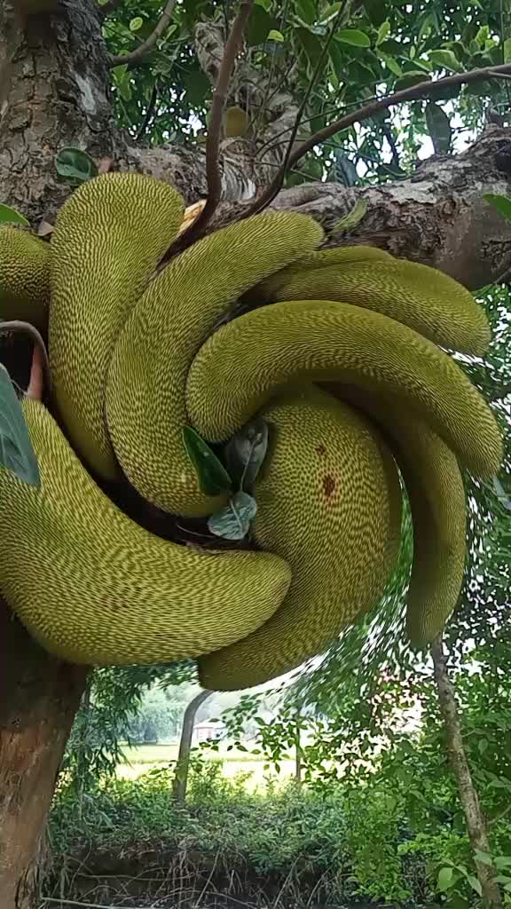 @Junior Shakib Khan