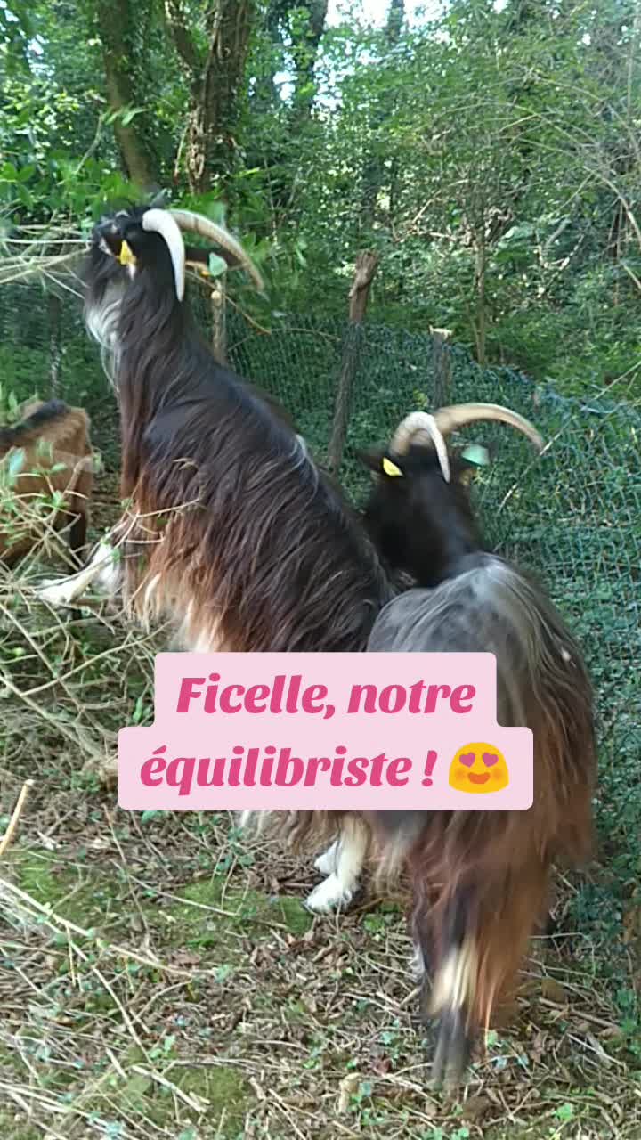 @association_apaa03