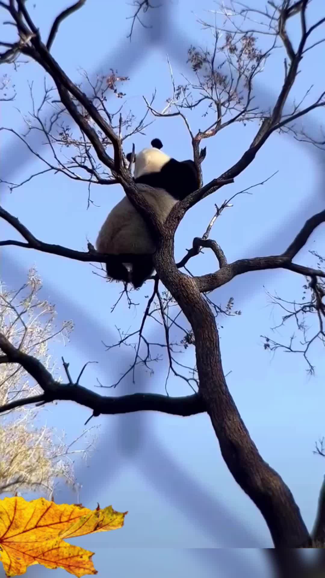 @meowhhcdntb