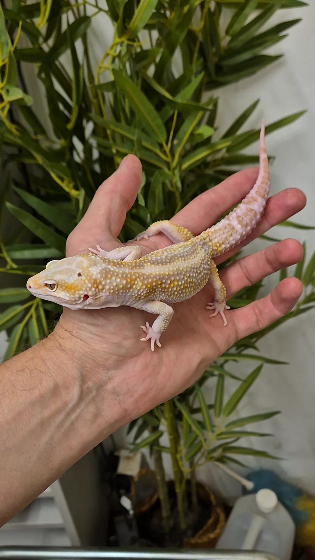 @CambridgeGecko