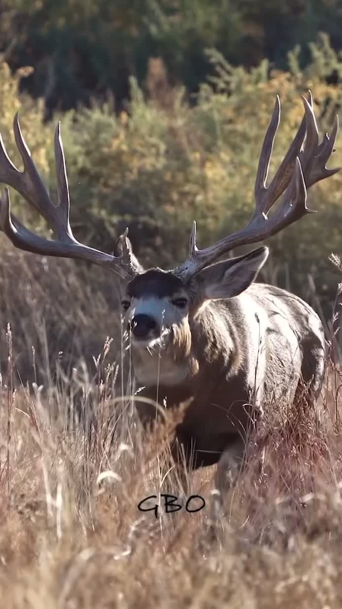 @WildLandTines