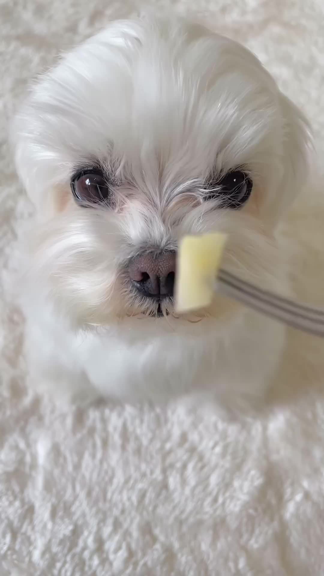 @mildred.the.maltese