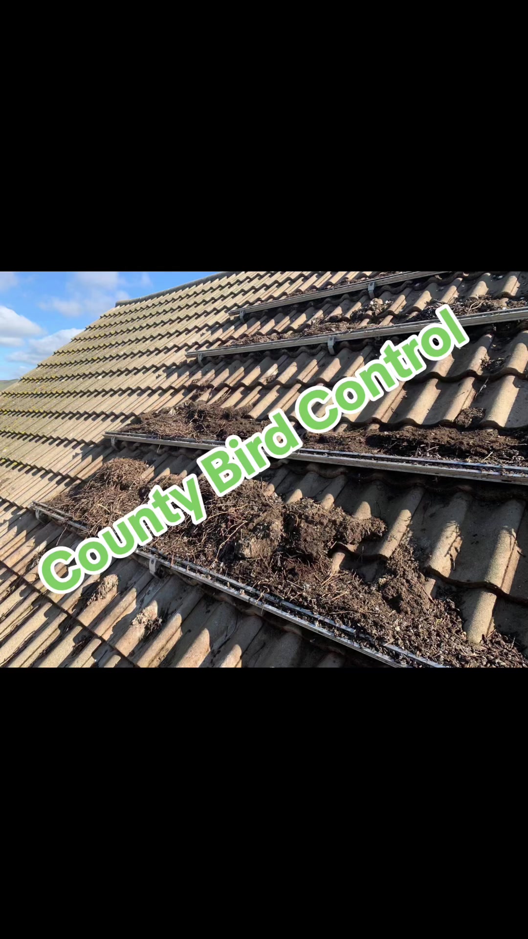 @CountyBirdControl