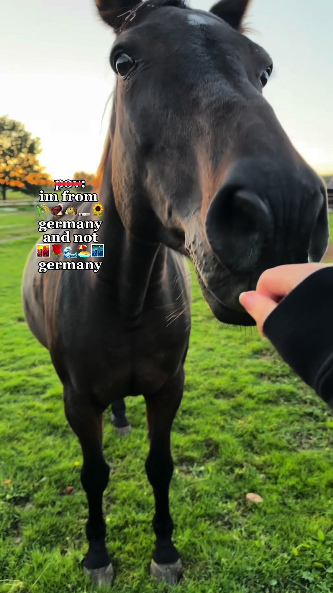 @🧇ɐɹɐᴉʞ