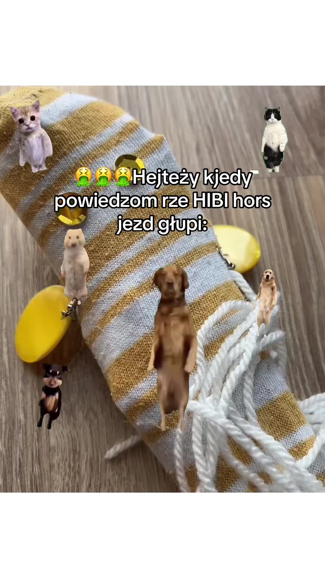 @Hibbi.horse 🐴