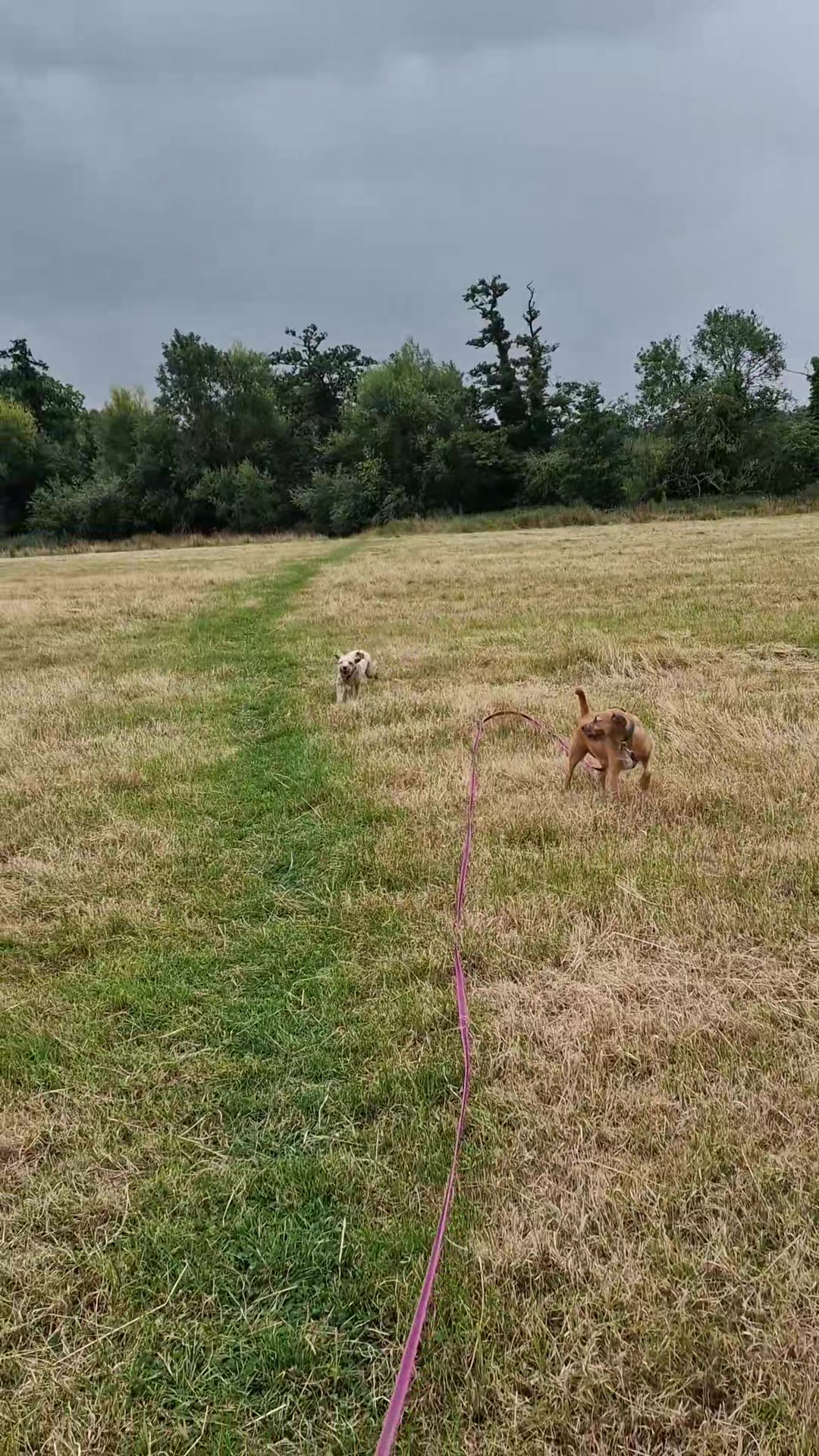 @woofTowalk
