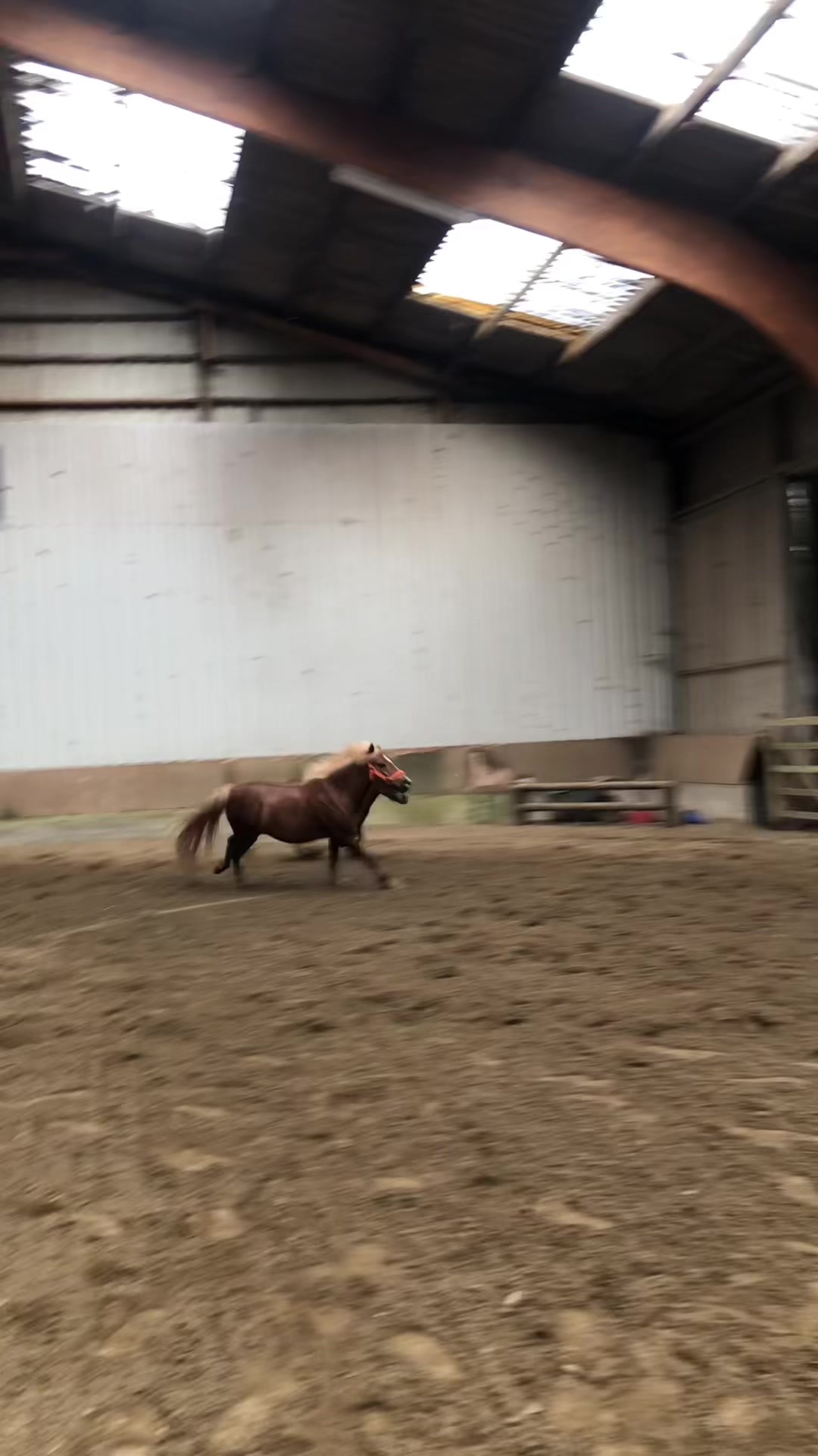 @Jumping Ponies 🔛🔝