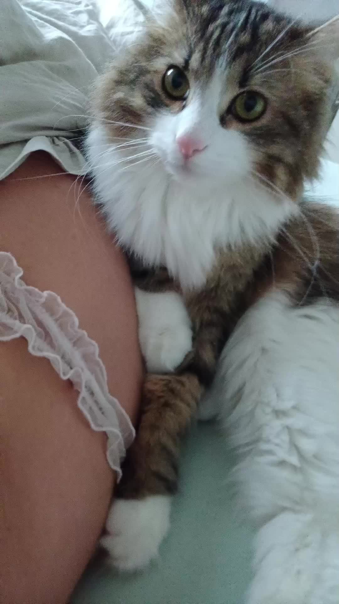 @Beautiful cat