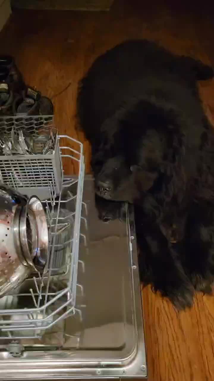 @dogmomof4