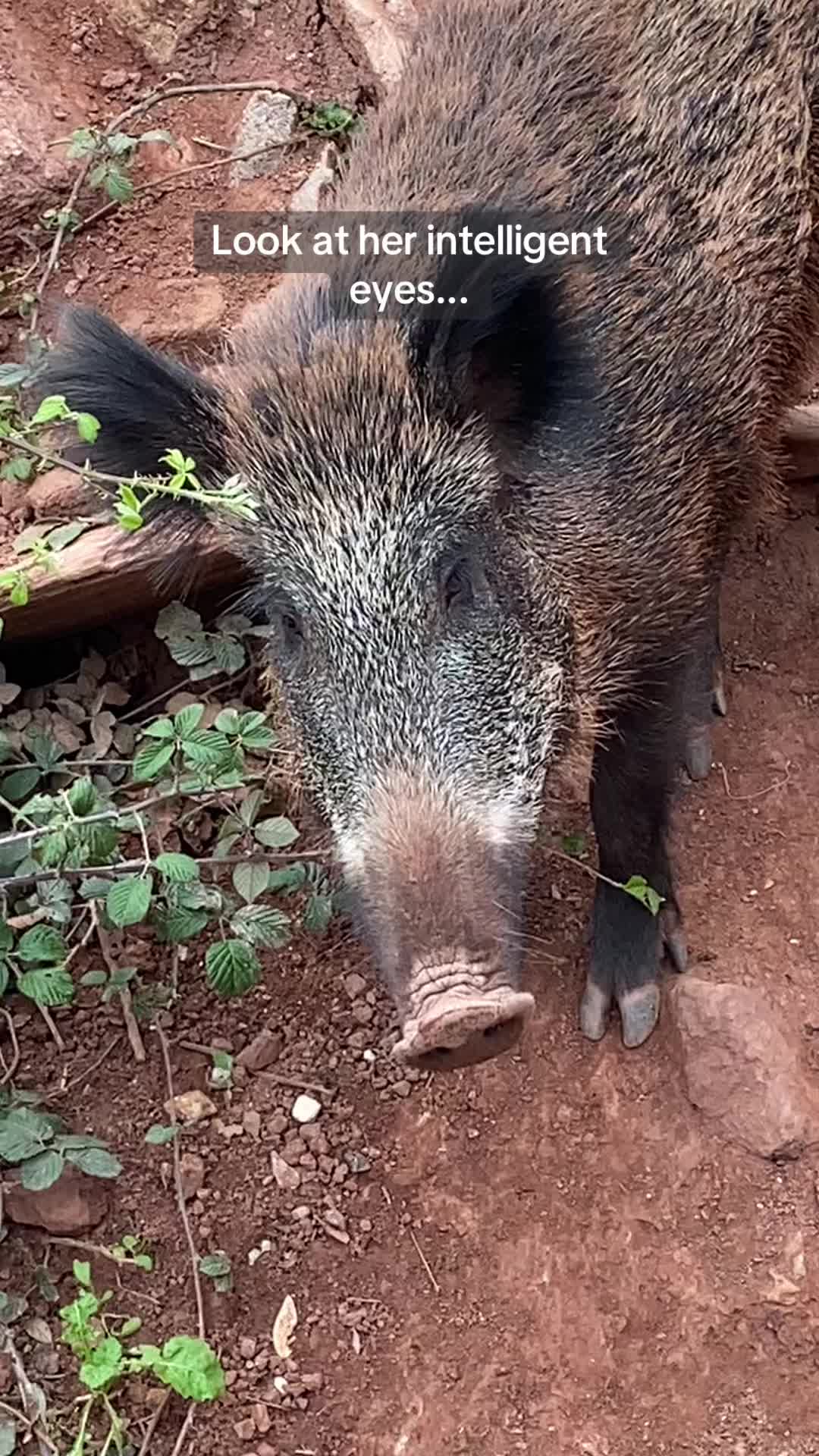 @Cute Boars