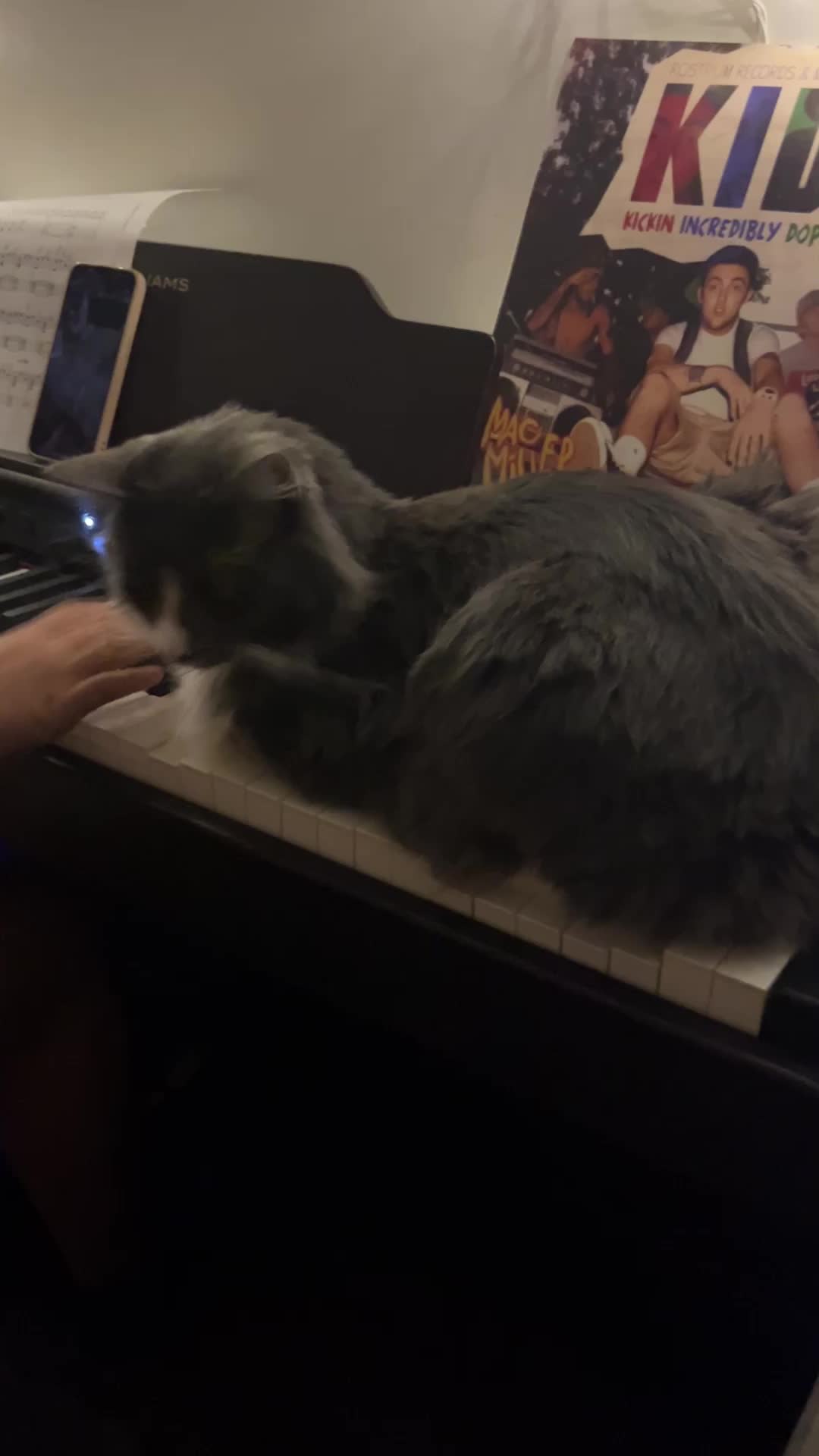 @Hella Paws