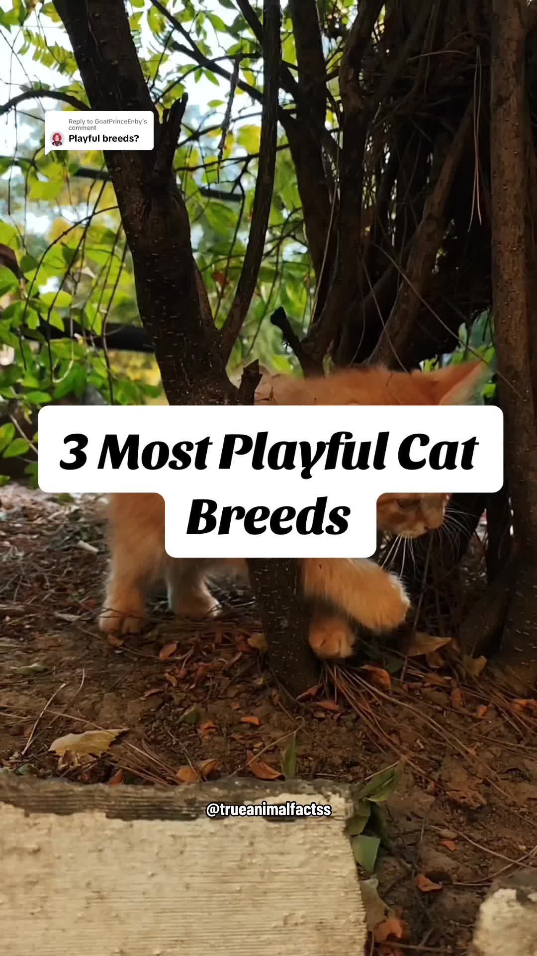 @trueanimalfactss