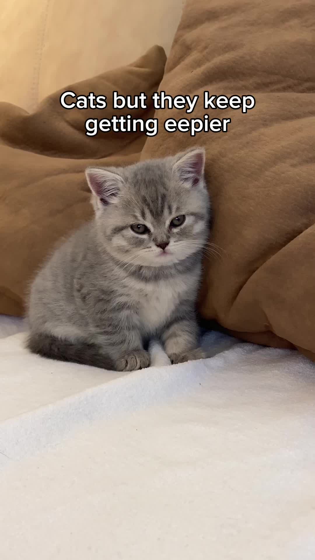 @KittenMitten