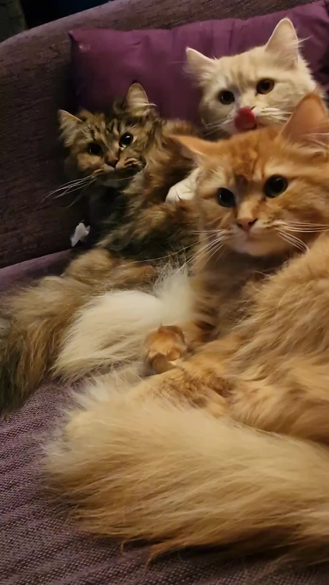 @🐶🐱Nala,Simba +Lavendel🐱🐶