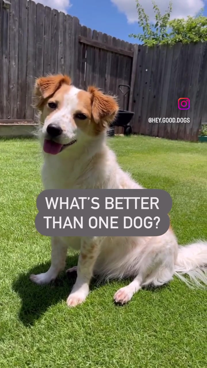 @HeyGoodDogs