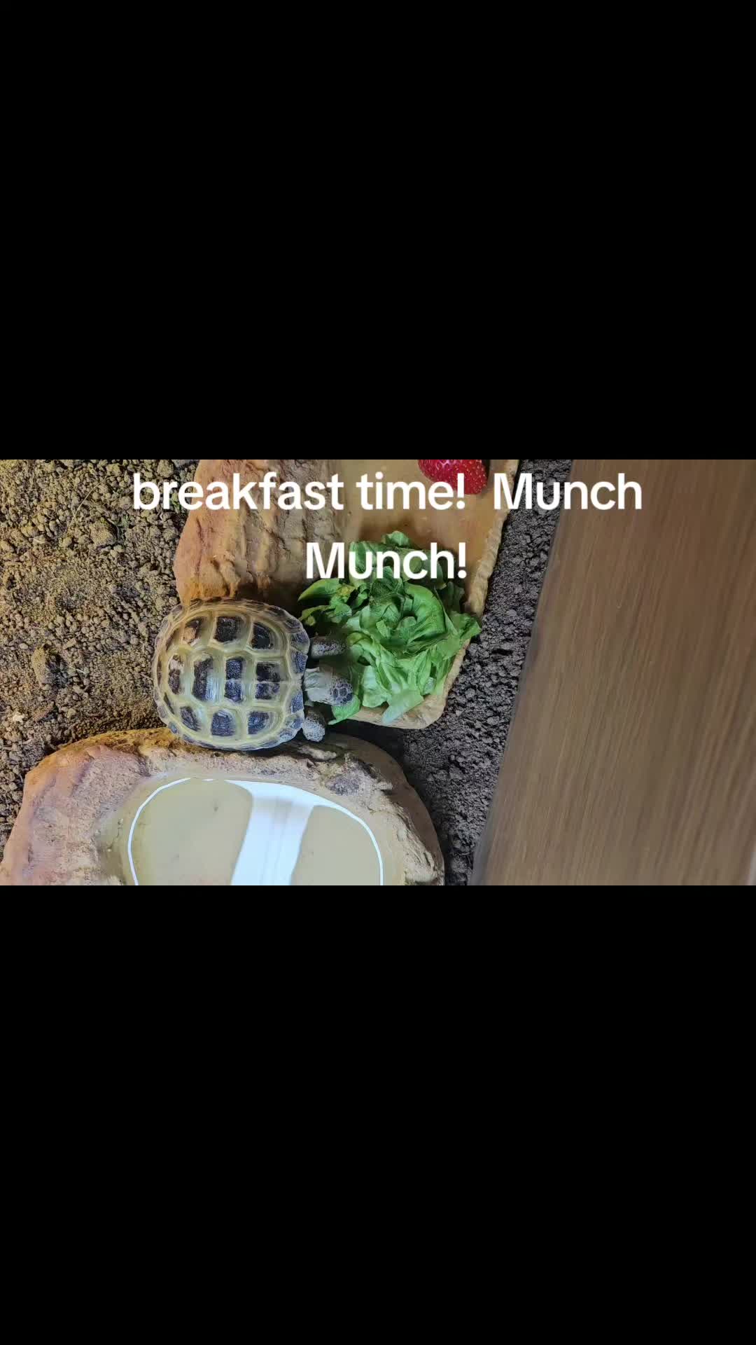 @speedy_the_tortoise