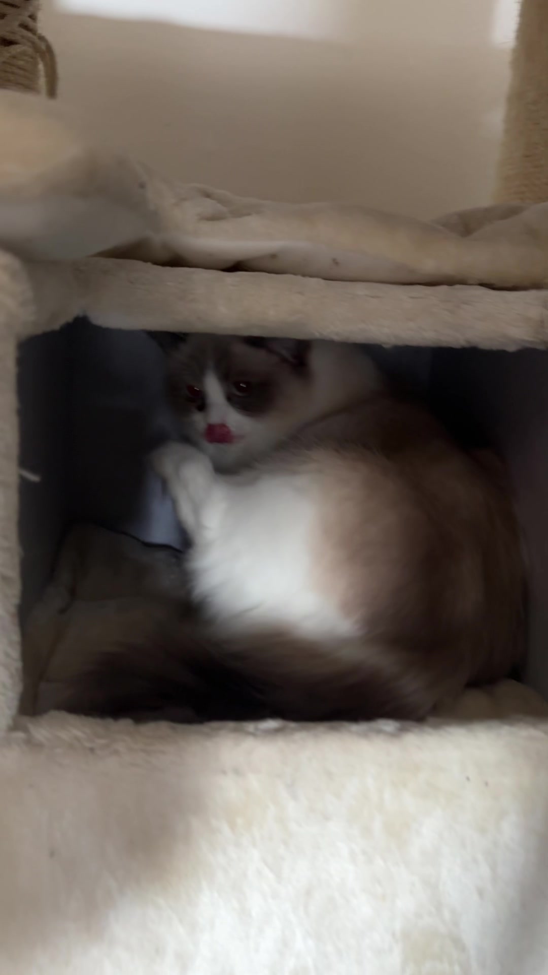 @Ragdoll Kittys🌈🧡🐾