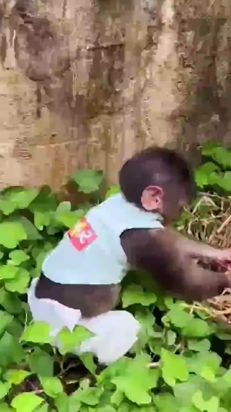 @Animal TV