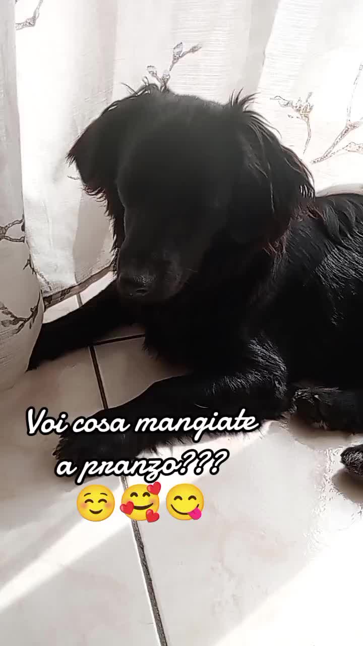 @Whisky&Jenny Golden retriever