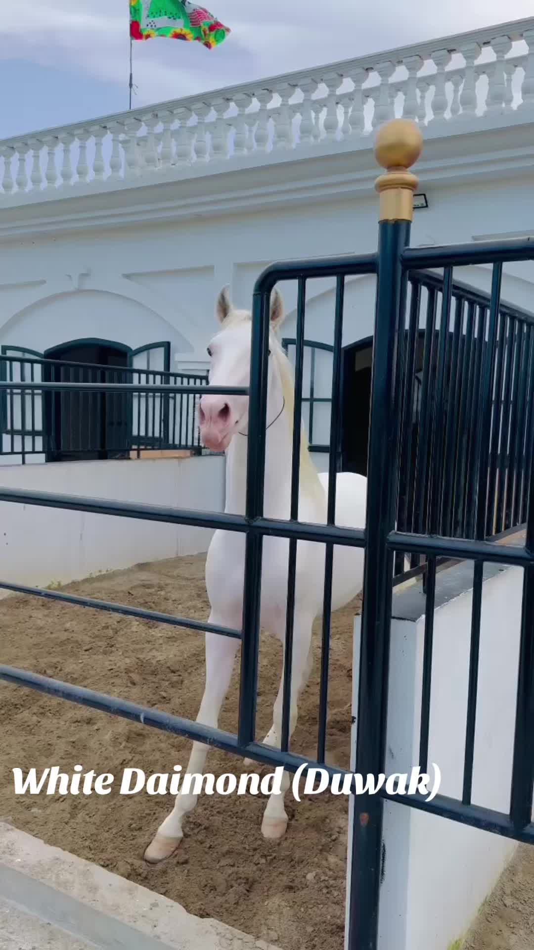 @Raja Farm House and stable