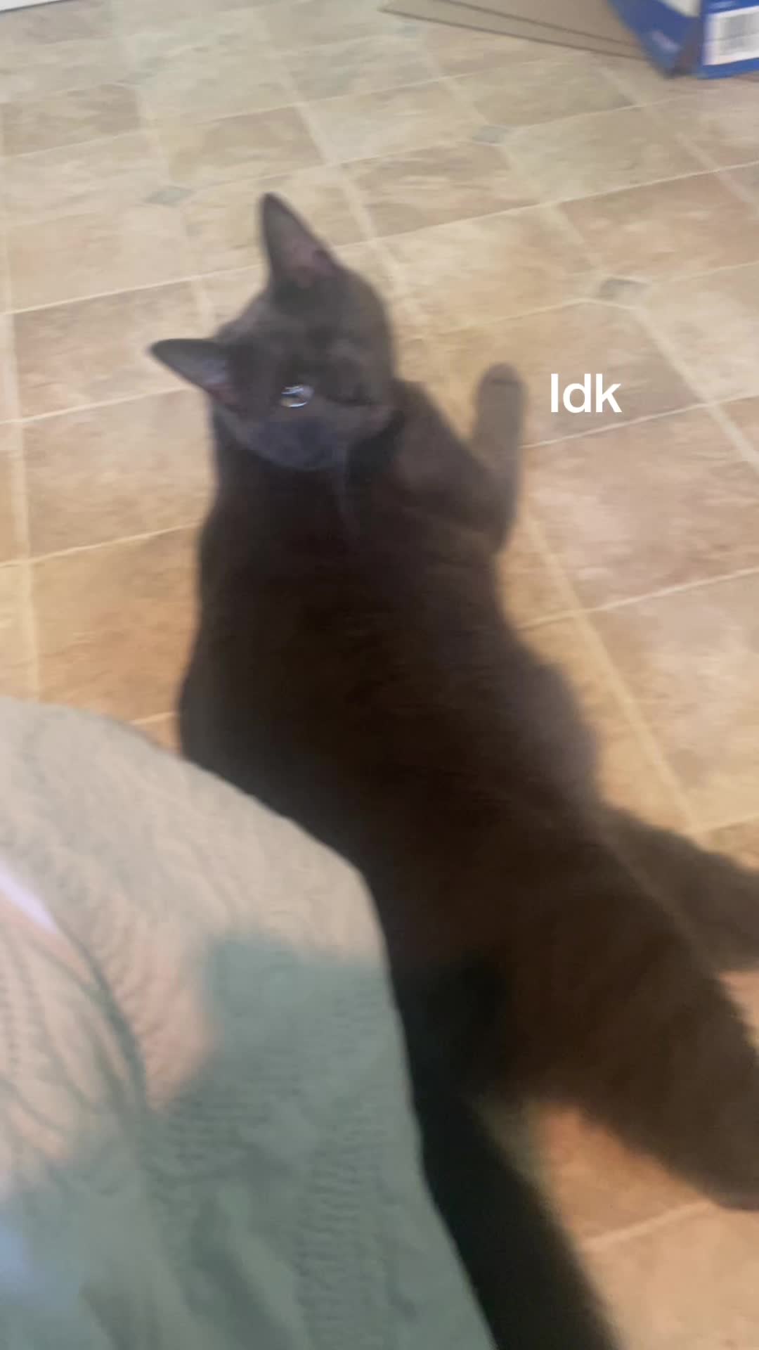 @cutefluffyalex